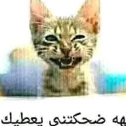 {ضحك🤣 و تمهبيل😂 58 ولاية🇩🇿 DZ🌹}