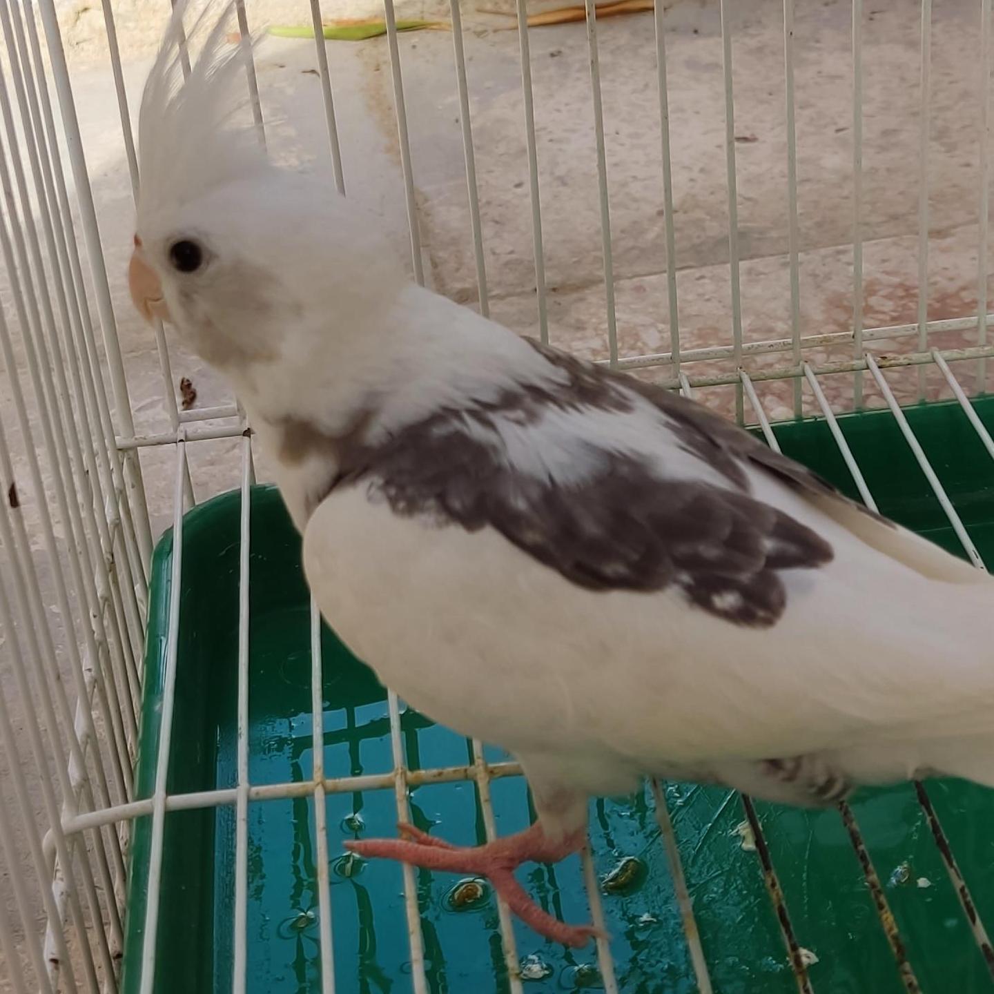 روتينات يومية 