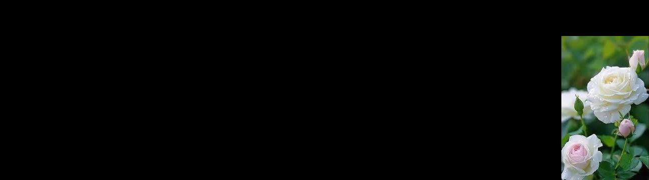 Wiswis masii
